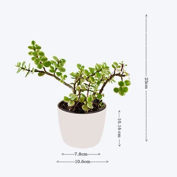 Jade_Plant_(Hybrid,_Pack_of_1)