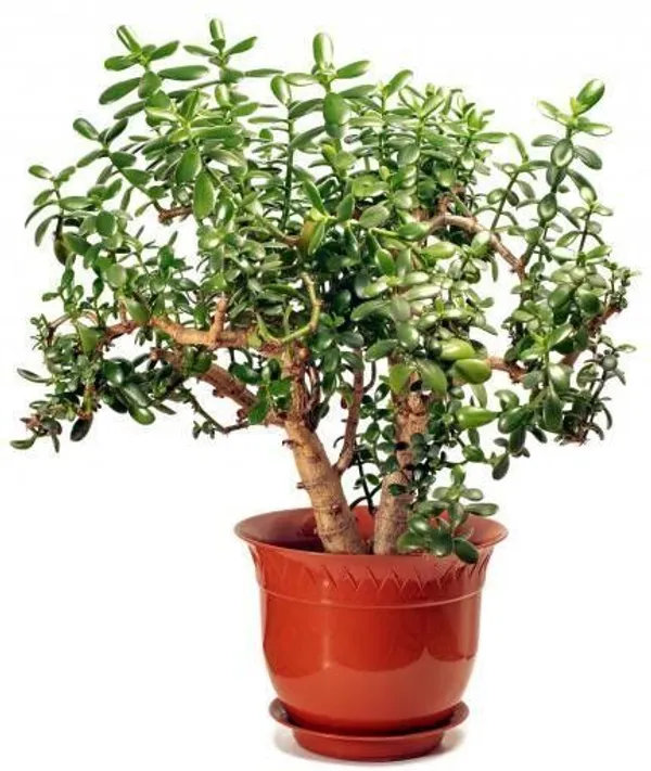 Jade_Plant_(Hybrid,_Pack_of_1)