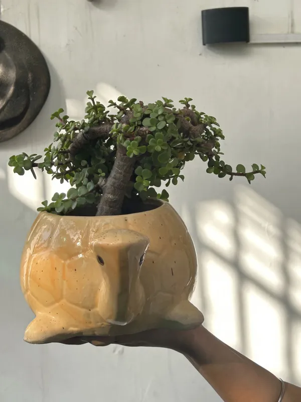 Jade_Plant_(Hybrid,_Pack_of_1)