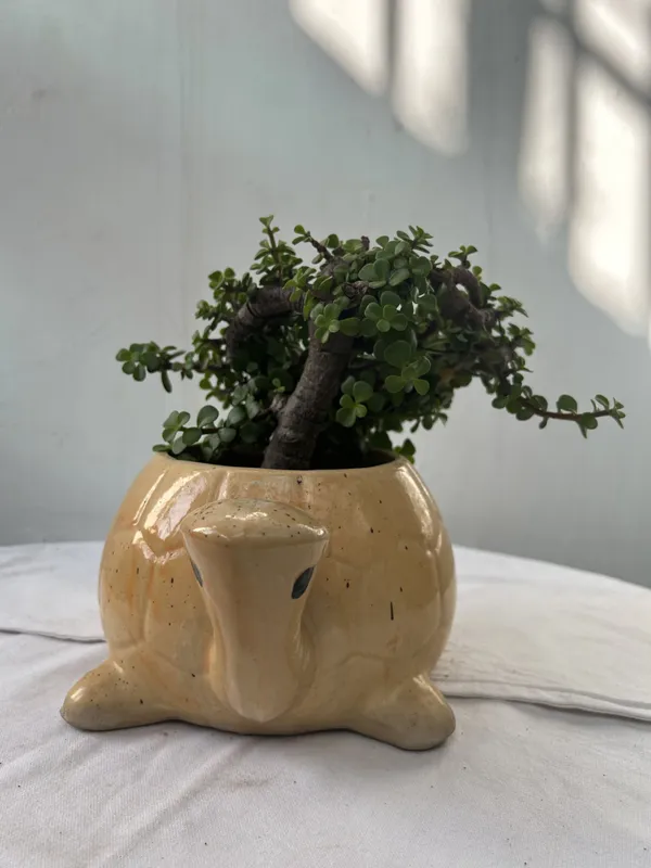 Jade_Plant_(Hybrid,_Pack_of_1)