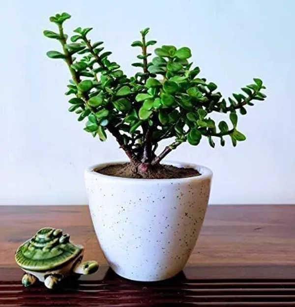 Jade_Plant_(Hybrid,_Pack_of_1)