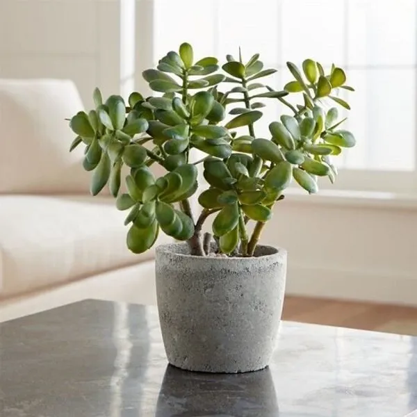 Jade_Plant_(Hybrid,_Pack_of_1)