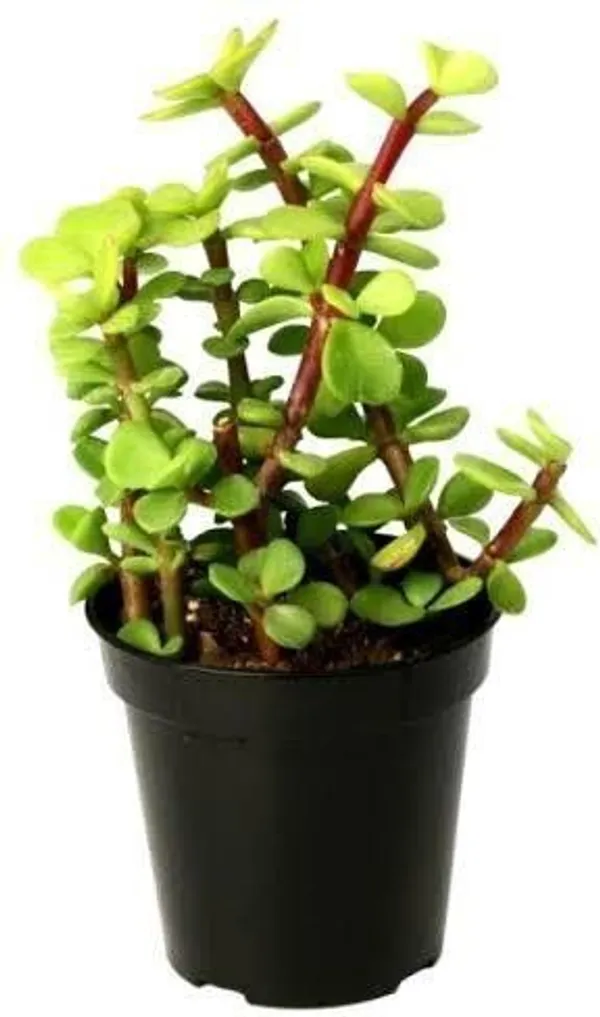 Jade_Plant_(Hybrid,_Pack_of_1)