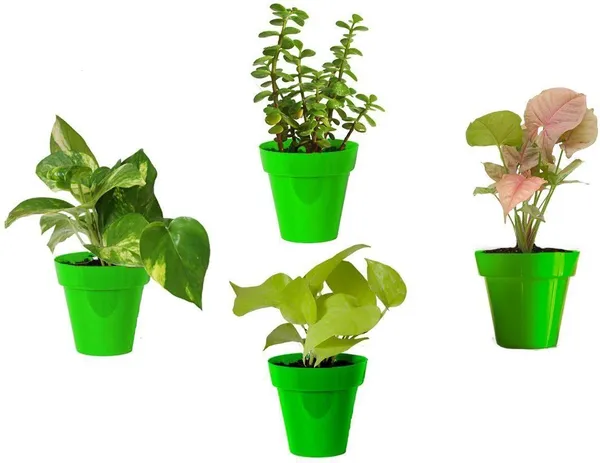 Jade_Plant_(Hybrid,_Pack_of_1)