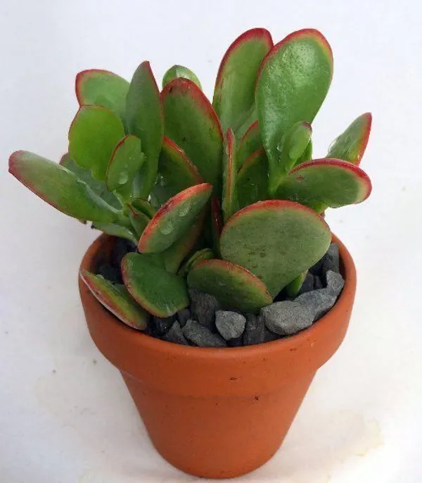 Jade_Plant_(Hybrid,_Pack_of_1)