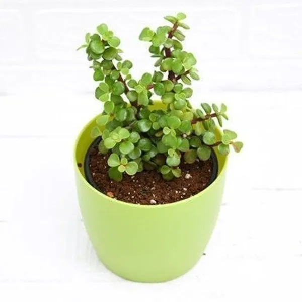 Jade_Plant_(Hybrid,_Pack_of_1)