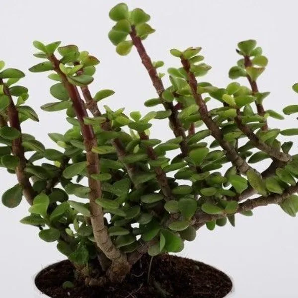 Jade_Plant_(Hybrid,_Pack_of_1)