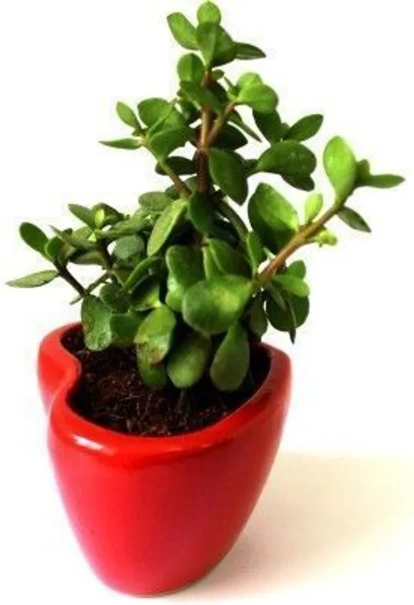 Jade_Plant_(Hybrid,_Pack_of_1)