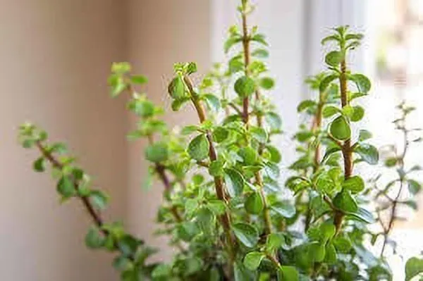 Jade_Plant_(Hybrid,_Pack_of_1)