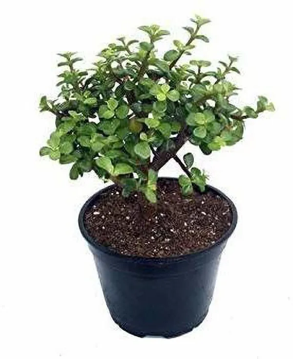 Jade_Plant_(Hybrid,_Pack_of_1)
