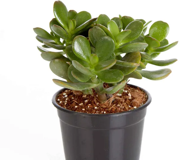 Crassula_Bonsai_Plant_(Hybrid,_Pack_of_1)