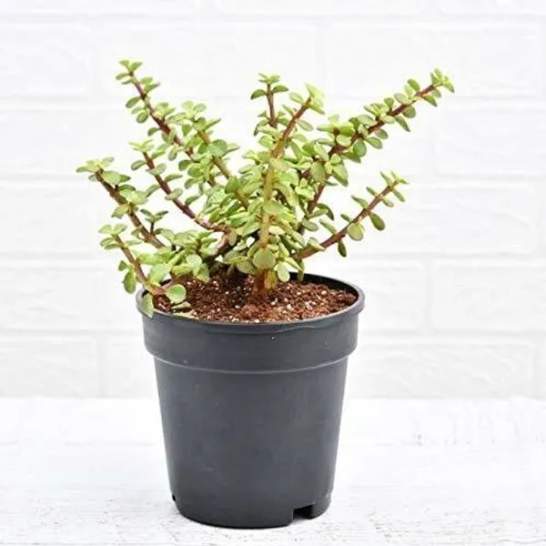 Crassula_Bonsai_Plant_(Hybrid,_Pack_of_1)