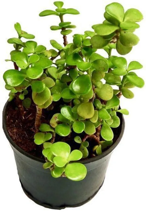 Crassula_Bonsai_Plant_(Hybrid,_Pack_of_1)