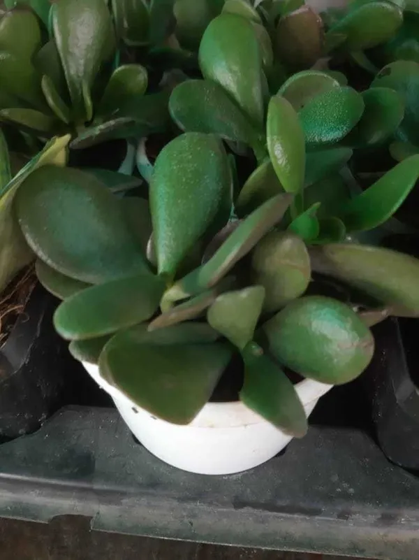 Crasulla_Ovata_Plant_(Hybrid,_Pack_of_1)