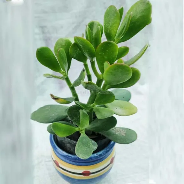 Jade_Plant_(Hybrid,_Pack_of_1)