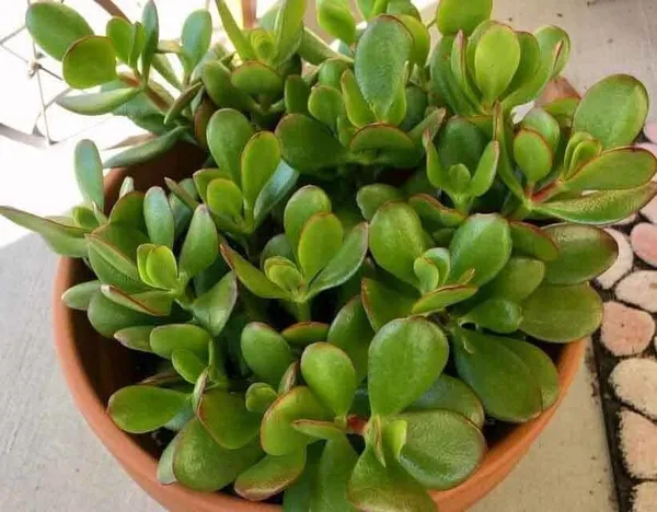 Jade_Plant_(Hybrid,_Pack_of_1)