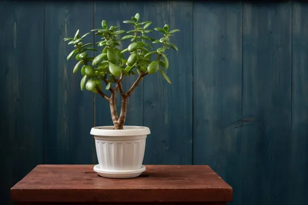 Jade_Plant_(Hybrid,_Pack_of_1)