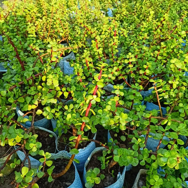 Jade_Plant_(Hybrid,_Pack_of_1)