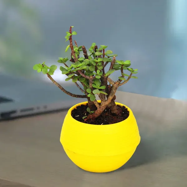 Jade_Plant_(Hybrid,_Pack_of_1)