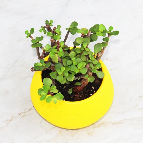 Jade_Plant_(Hybrid,_Pack_of_1)