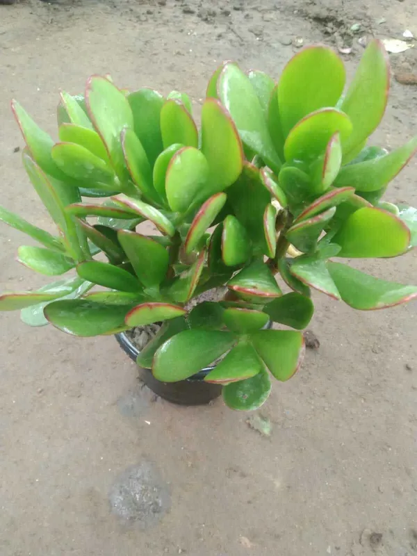 Crassula_Plant_(Hybrid,_Pack_of_1)