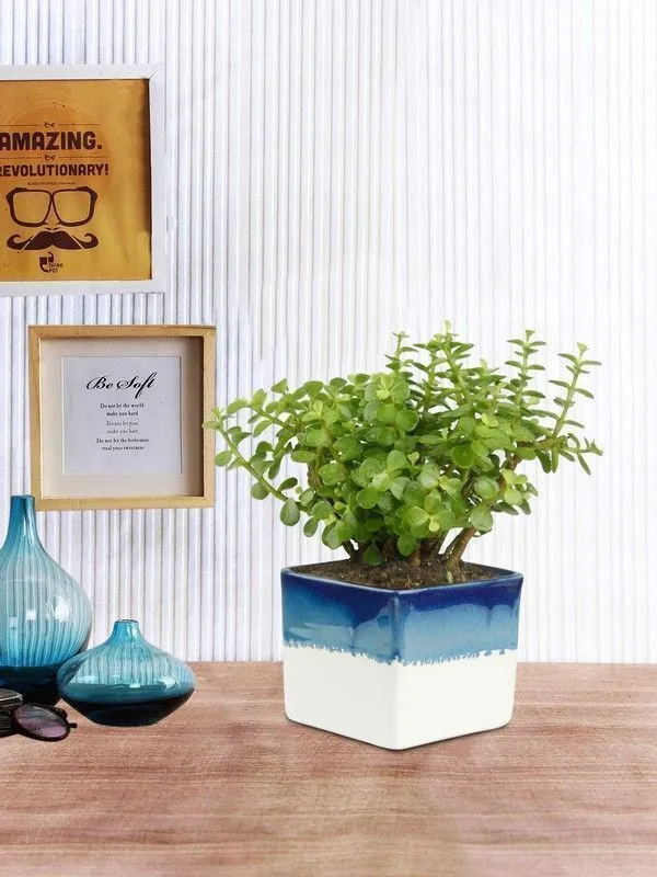 Crassula_Plant_(Hybrid,_Pack_of_1)