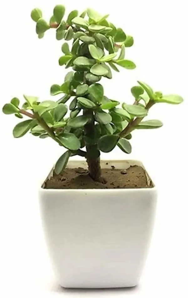 Jade_Plant_(Hybrid,_Pack_of_1)