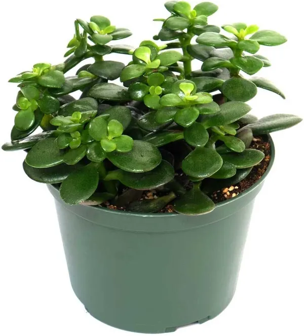 Jade_Plant_(Hybrid,_Pack_of_1)