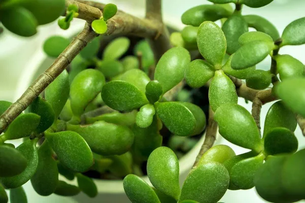 Jade_Plant_(Hybrid,_Pack_of_1)