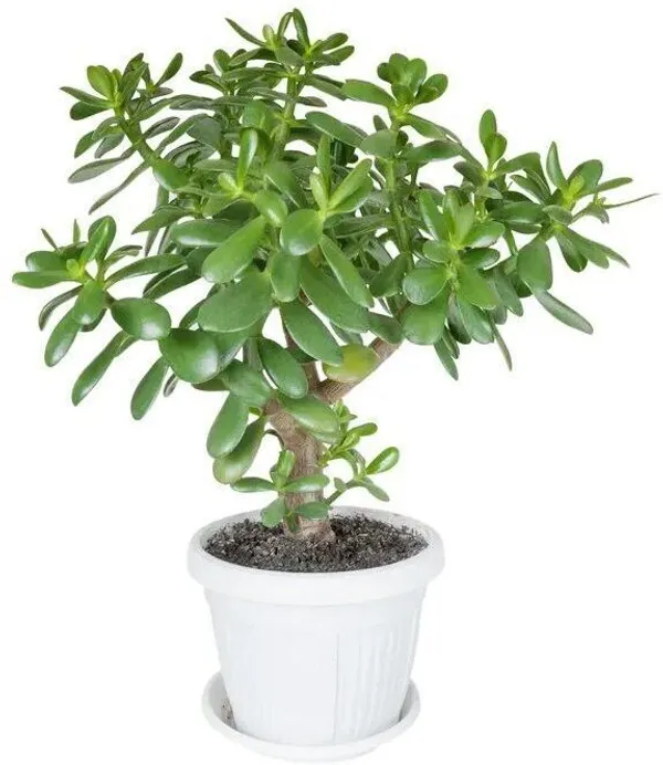 Jade_Plant_(Hybrid,_Pack_of_1)
