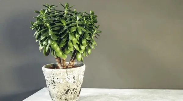 Jade_Plant_(Hybrid,_Pack_of_1)