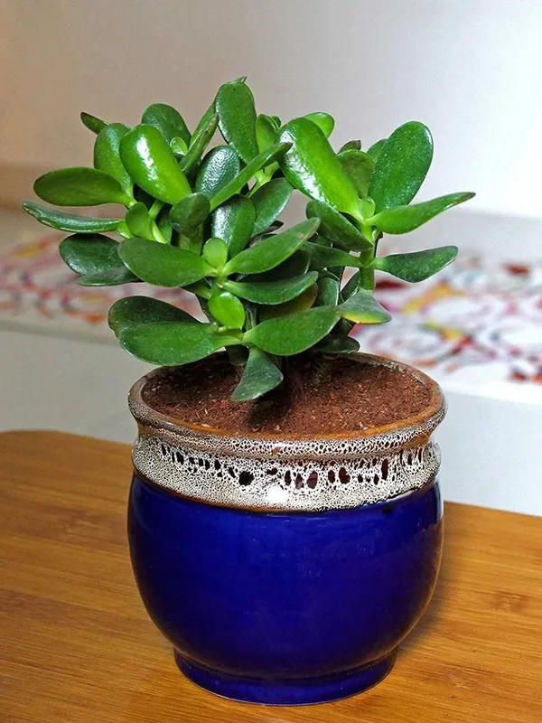 Jade_Plant_(Hybrid,_Pack_of_1)