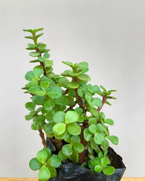 Jade_Plant_(Hybrid,_Pack_of_1)