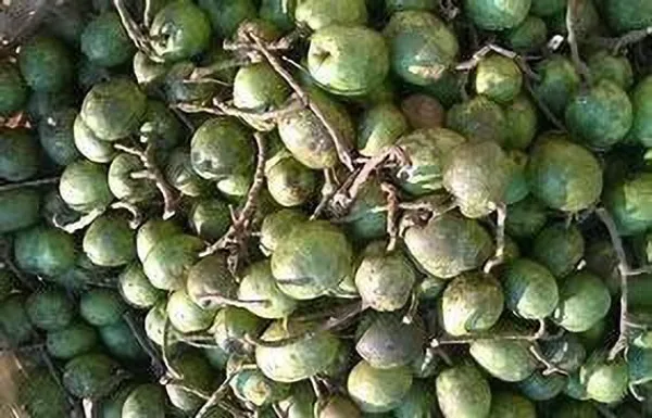 ZZ_Plant_(Hybrid,_Pack_of_1)