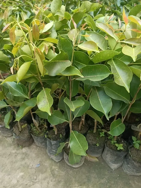 Jamun_Plant_(Hybrid,_Pack_of_1)
