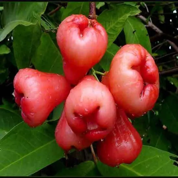 Jamun_Plant_(Hybrid,_Pack_of_1)