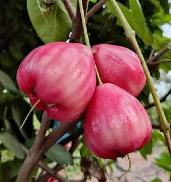 Wax_Apple_White_Wax_Fruit_(Hybrid,_Pack_of_1)