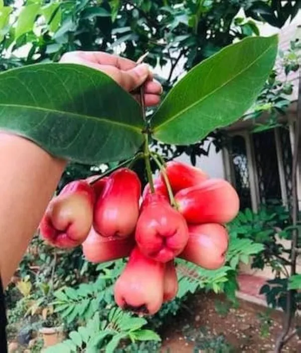 Wax_Apple_White_Wax_Fruit_(Hybrid,_Pack_of_1)