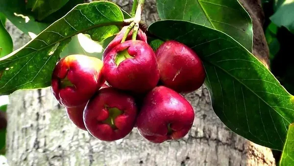 Jamun_Plant_(Hybrid,_Pack_of_1)