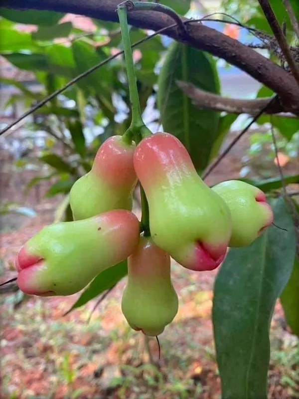 Jamun_Plant_(Hybrid,_Pack_of_1)