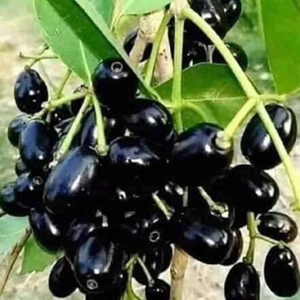 Jamun_Plant_(Hybrid,_Pack_of_1)