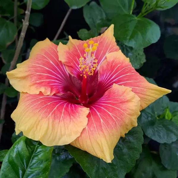 Hibiscus_Plant_(Hybrid,_Pack_of_1)