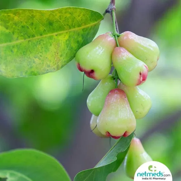Wax_Apple_Plant_(Hybrid,_Pack_of_1)