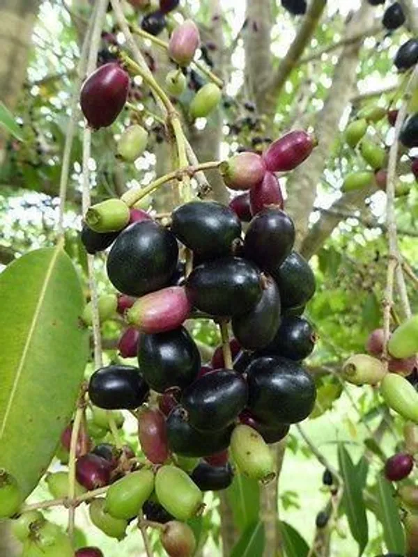 Jamun_Plant_(Hybrid,_Pack_of_1)