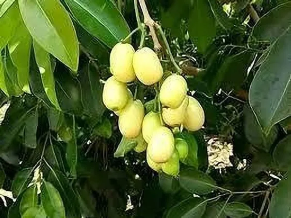 Jamun_Plant_(Hybrid,_Pack_of_1)