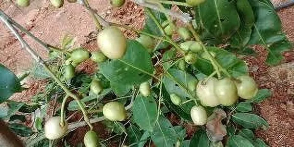 Jamun_Plant_(Hybrid,_Pack_of_1)
