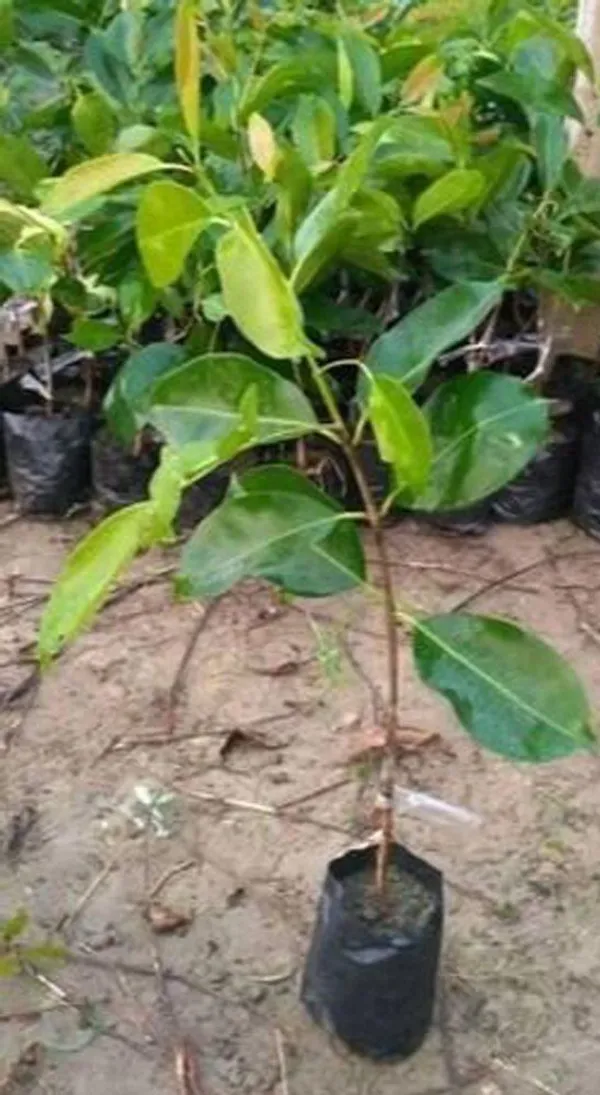 Jamun_Plant_(Hybrid,_Pack_of_1)