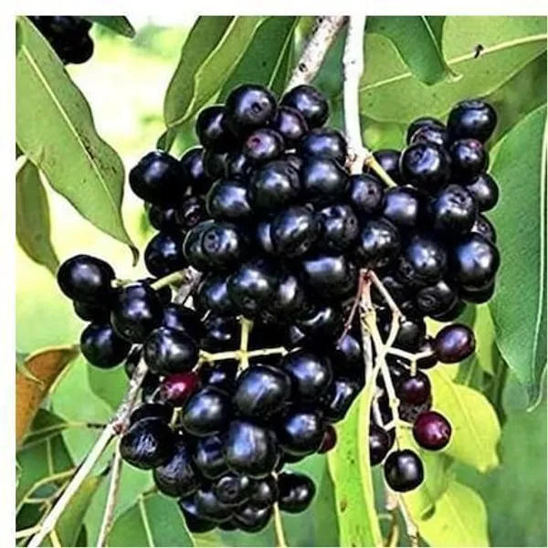 Jamun_Plant_(Hybrid,_Pack_of_1)