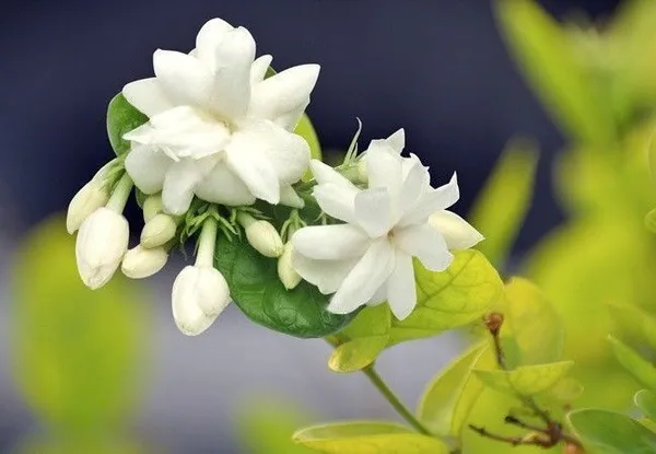 Jasmine_Plant_(Hybrid,_Pack_of_1)