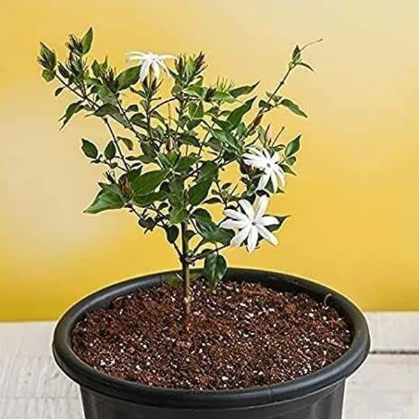 Jasmine_Plant_(Hybrid,_Pack_of_1)
